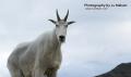 _IGP6583 mountain goat up close